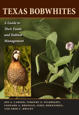 Texas bobwhites