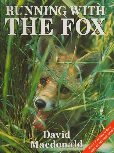 Running with the fox