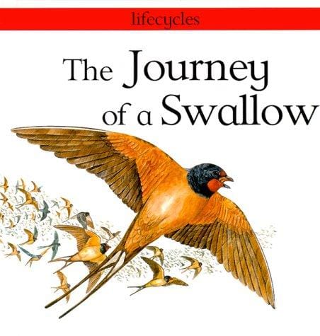 The journey of a swallow