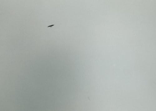 F©♭lix Gonz©Łlez-Torres