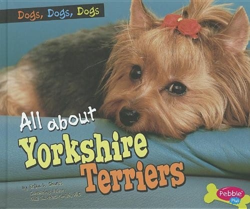 All about yorkshire terriers