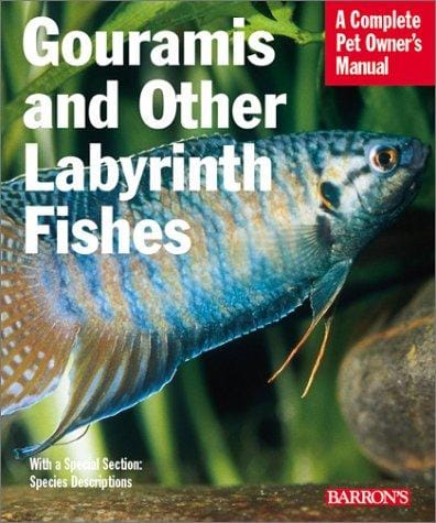Gouramis and other labyrinth fishes
