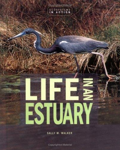 Life in an Estuary