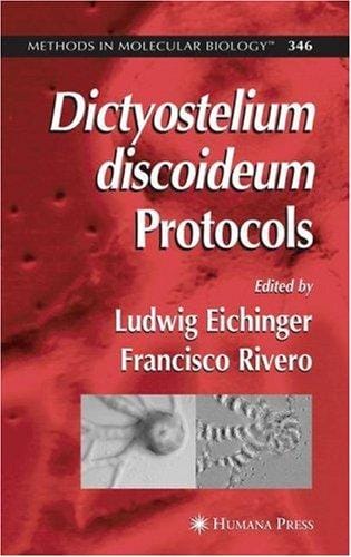 Dictyostelium discoideum