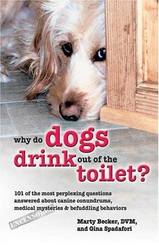 Why do dogs drink out of the toilet?