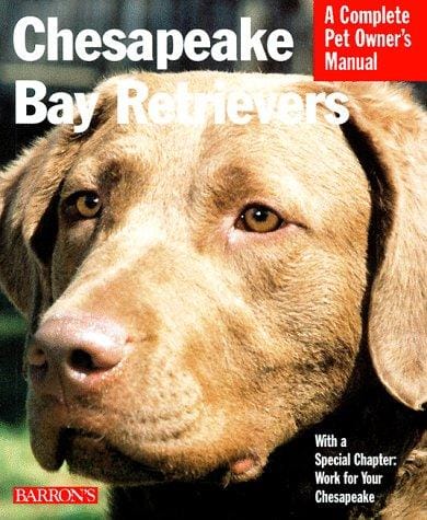 Chesapeake Bay retrievers