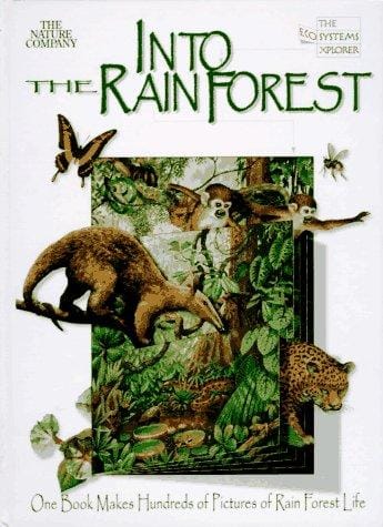 Into the rainforest