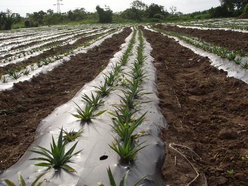 Targeting Agricultural Research for Development in the Semi-Arid Tropics of Sub-Saharan Africa