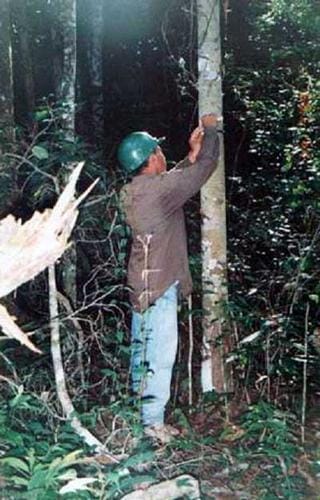 A expansão da atividade madeireira na Amazônia