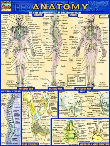 QuickStudy - Anatomy