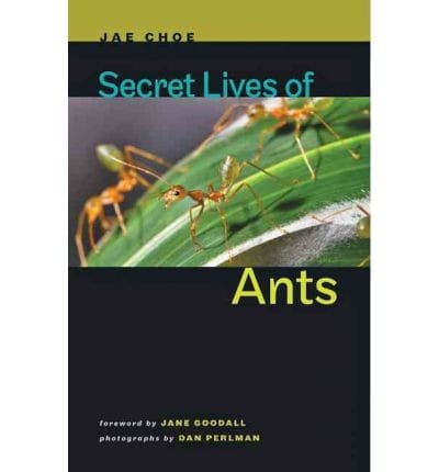 Secret lives of ants
