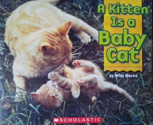 A Kitten Is a Baby Cat