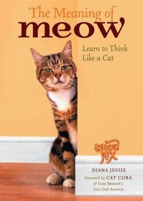 The Meaning Of Meow Understanding And Caring For Your Cat