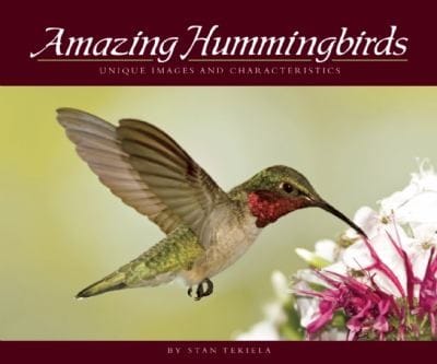 Amazing Hummingbirds Unique Images And Characteristics