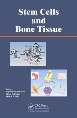Stem Cells And Bone Tissue