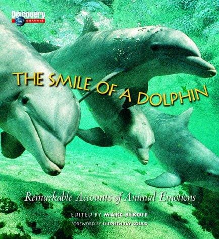 The smile of a dolphin