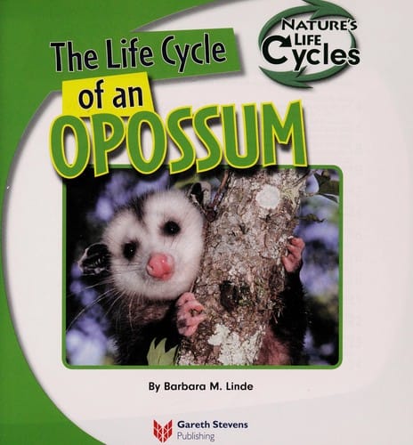 The life cycle of an opossum