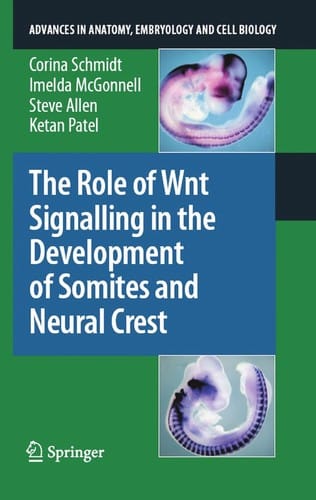 The role of Wnt signalling in the development of somites and neural crest