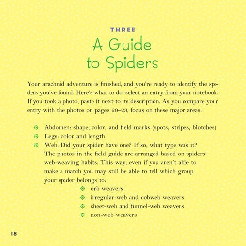 Spiders - Backyard Safari