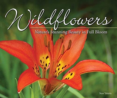 Wildflowers