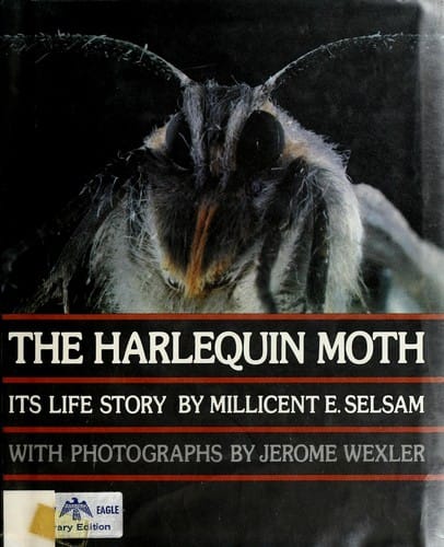The harlequin moth