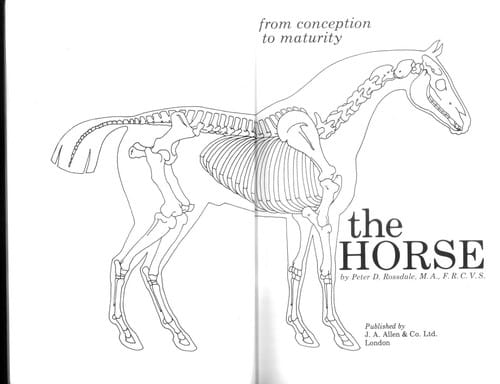 The horse