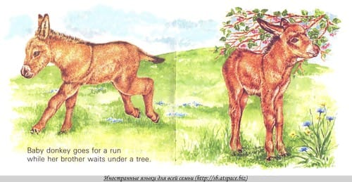 Baby Farm Animals