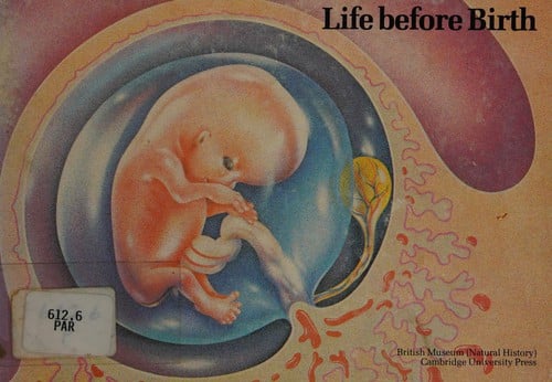 Life before birth: the story of the first nine months