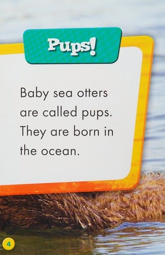 Baby sea otters