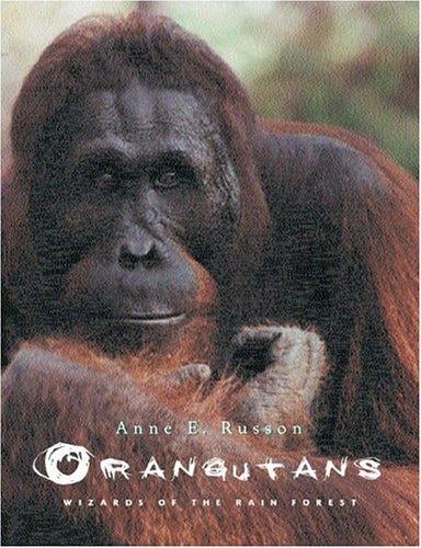 Orangutans: wizards of the rain forest