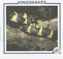Kingsnakes