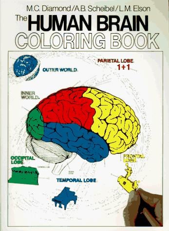 human brain coloring book