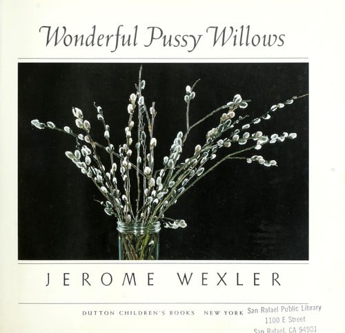 Wonderful pussy willows