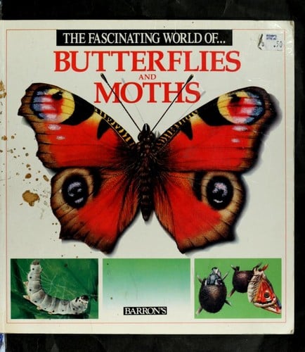 The fascinating world of butterflies and moths