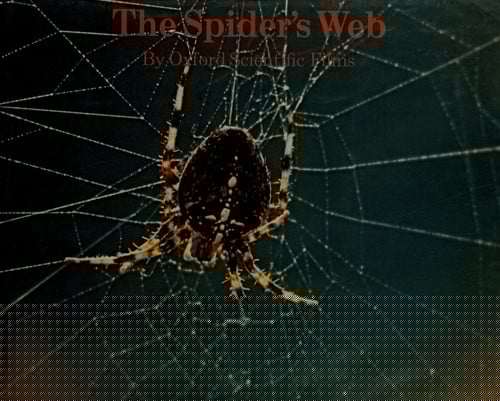 The spider's web