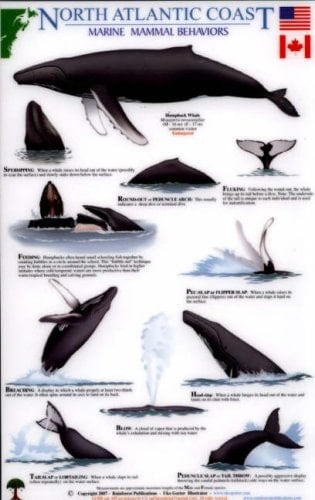 North Atlantic Coast: Marine Mammal Behaviors