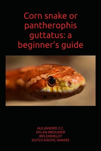 Corn snake or pantherophis guttatus: a beginner's guide