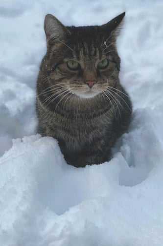 Scottish Wildcat in Snow - Cat - notebook, notepad, memo pad 6" x 9" (15 x 22cm) 100 Lined Pages A5: Lined notebook with Scottish Wildcat cover design