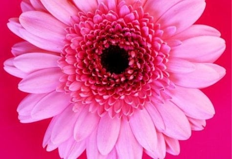 Wild Flowers Large Note Cards