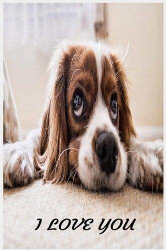 Puppies Journal: Cute Cocker Spaniel Puppies Notebook,Dog Journal,Animal Lovers