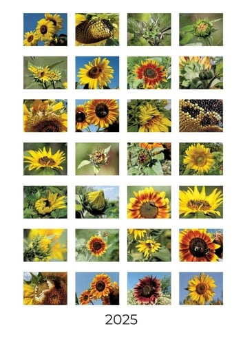 Sonnenblumen Wochenkalender 2025