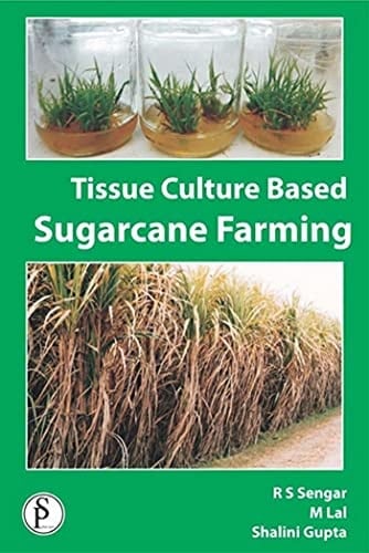 Tissue Culture Based Sugarcane Farming