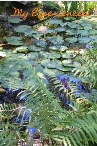 My Experiences - A Journal