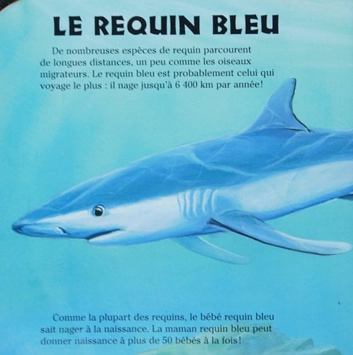 Les requins!