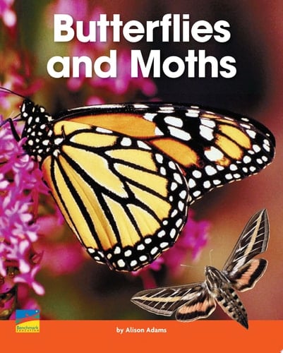 Butterflies and Moths