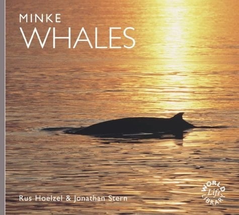 Minke Whales