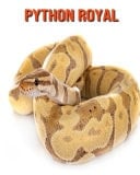 Python Royal Recueil pour Enfants de Belles Images & d'Informations Intéressantes Concernant les Python Royal