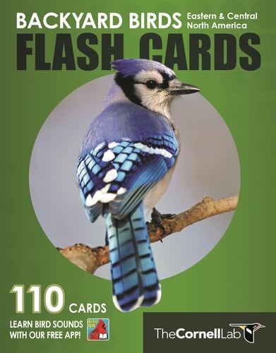 Backyard Birds Flash Cards - Eastern and Central North America
