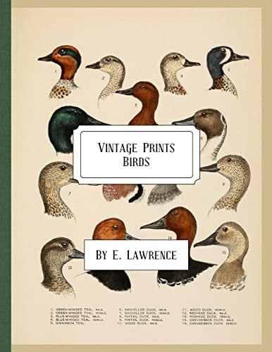 Vintage Prints Birds