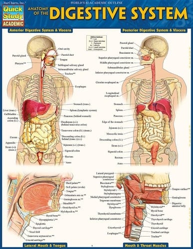 Anatomy of the Digestive System QuickStudy Laminated Reference Guide